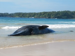 beaching the whale