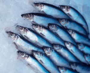 Herring Herring