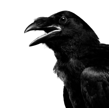 Raven Raven