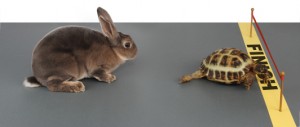 tortoise-hare tortoise-hare